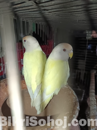 Crimino red eyes love birds pair